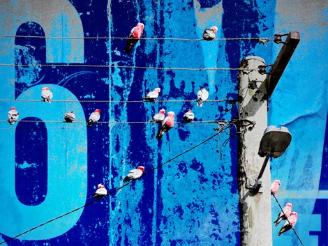 Birds on Wire, Art Lab