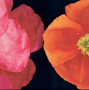 Bloomfield, Dual Poppy