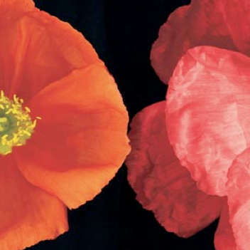 Dual Poppy Right, Bloomfield