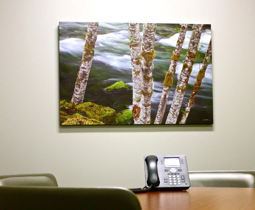 Birch tree photograph on canvas installed in a conference room